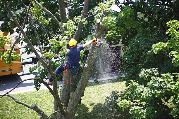 How Our Tree Care Process Works  in  Porter Heights, TX